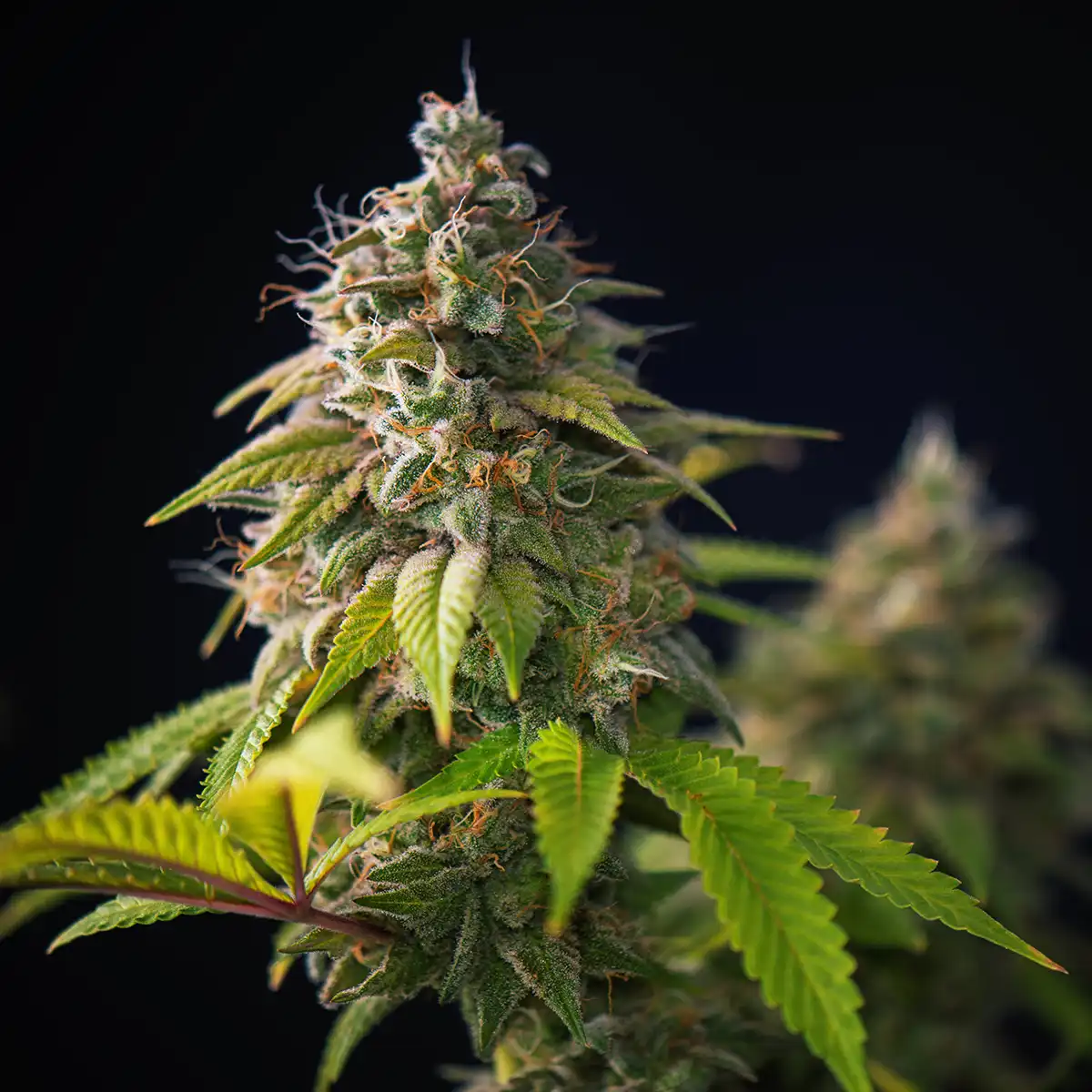 High Rollers Cannabis Dispensary Flower Category Image